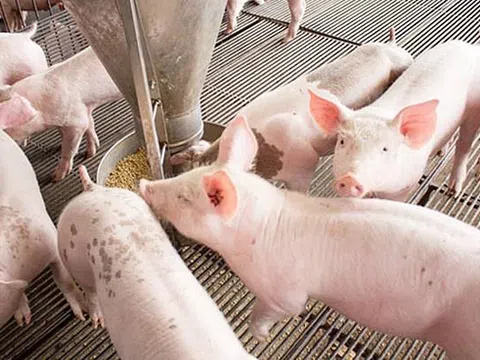 Giá heo hơi hôm nay 19/6/2025: Ổn định trên cả nước, giá cao nhất đạt 73.000 đồng/kg