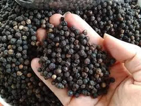 Giá tiêu hôm nay 19/6/2025: Có 2 tỉnh giữ mức đỉnh 134.000 đồng/kg