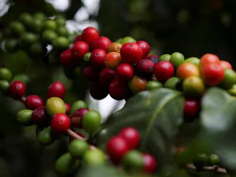 Giá cà phê hôm nay 21/6/2025: Tụt dốc đến khó tin