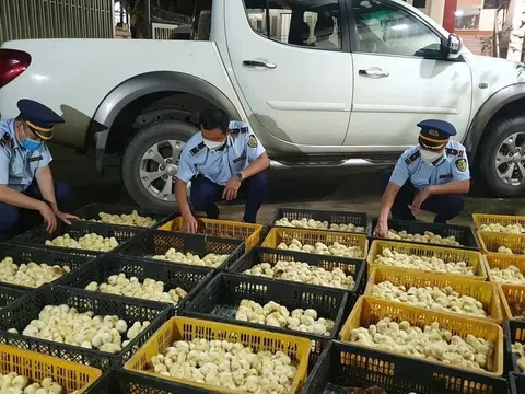 Kiểm soát chặt giống vật nuôi nhập lậu từ nước ngoài