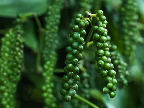 Giá tiêu hôm nay 22/6/2025: Đi ngang cuối tuần