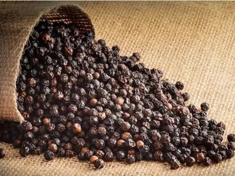 Giá tiêu hôm nay 28/6/2025: Tăng mạnh trở lại