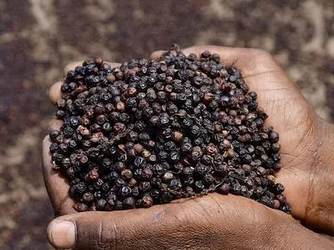 Giá tiêu hôm nay 3/7/2025: Đồng loạt tăng mạnh, có nơi chạm ngưỡng 147.000 đồng/kg