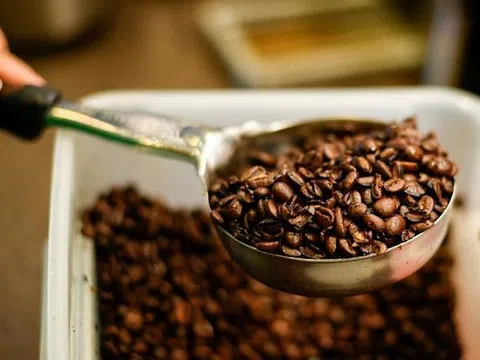 Giá cà phê hôm nay 6/7/2025: Đồng loạt tăng gần 1.000 đồng/kg