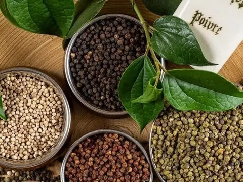 Giá tiêu hôm nay 9/7/2025: Tiêu trong nước giảm không đồng đều