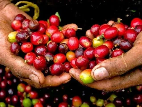 Giá cà phê hôm nay 11/7/2025: Bất ngờ quay đầu giảm