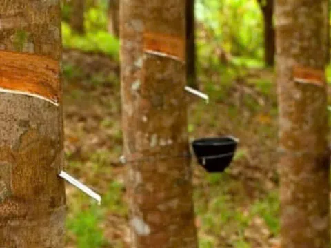 Giá cao su hôm nay 11/7: Thế giới đồng loạt đi xuống, trong nước ổn định
