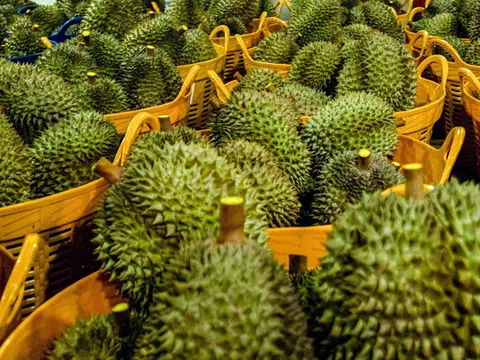 Giá sầu riêng hôm nay 12/7/2025: Ri6 biến động nhẹ