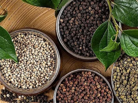 Giá tiêu hôm nay 15/7/2025: Đồng loạt giảm 1.000 đồng/kg