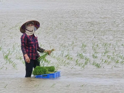 Hải Phòng: Tìm cách bảo vệ hơn 20.000 ha lúa mới cấy