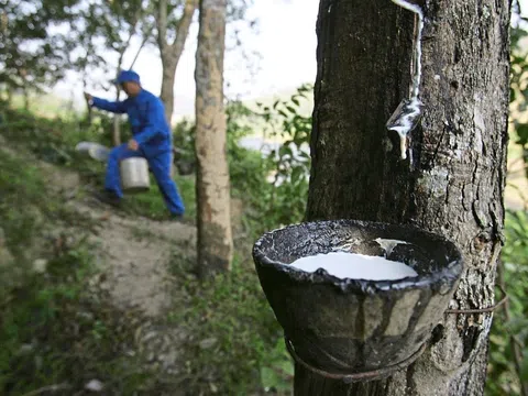 Giá cao su hôm nay 23/7/2025: Tiếp đà tăng ở Trung Quốc và Thái Lan