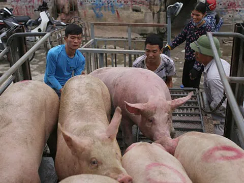 Giá heo hơi hôm nay 23/7/2025: Tiếp tục giảm tại nhiều tỉnh thành