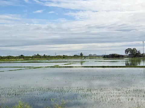 Ninh Bình vận hành hết công suất các trạm bơm để cứu 74.000ha lúa bị ngập úng