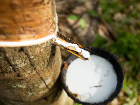 Giá cao su hôm nay 26/7/2025: Đồng loạt tăng trên sàn giao dịch