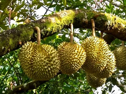 Giá sầu riêng hôm nay 26/7/2025: Sầu Thái VIP dao động mức 85.000 – 90.000 đồng/kg