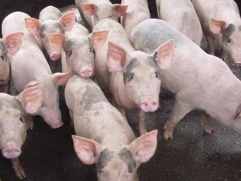 Giá heo hơi hôm nay 28/7/2025: Giảm nhẹ rải rác, thị trường chờ “sóng” đầu tháng Tám