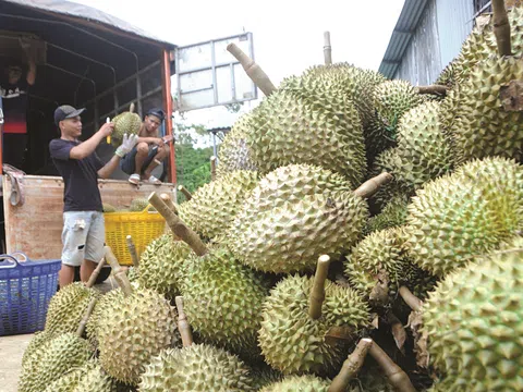 Giá sầu riêng hôm nay 29/7/2025: Ri6 ở Gia Lai tăng