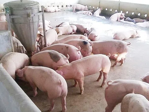 Giá heo hơi hôm nay 31/7/2025: Miền Bắc tăng mạnh, miền Nam đi ngang