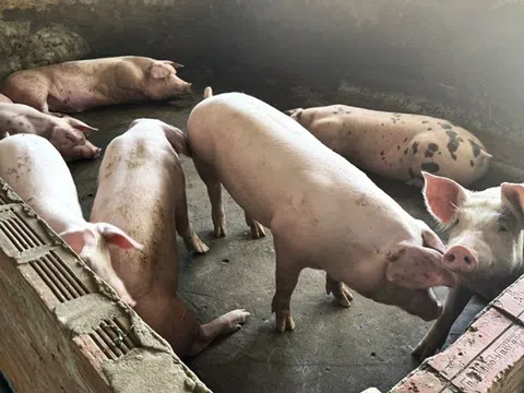 Giá heo hơi hôm nay 1/8/2025: Tăng ở cả 3 miền