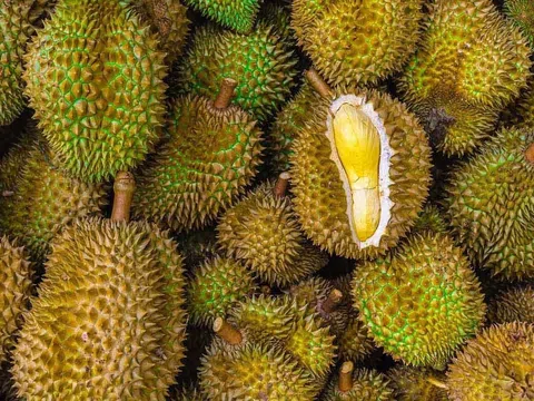 Giá sầu riêng hôm nay 1/8/2025: Thị trường phục hồi nhẹ