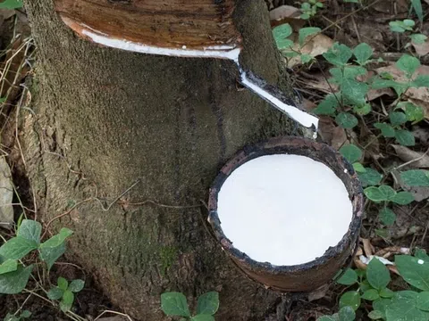 Giá cao su hôm nay 3/8/2025: Thế giới tăng - giảm trái chiều, trong nước ổn định