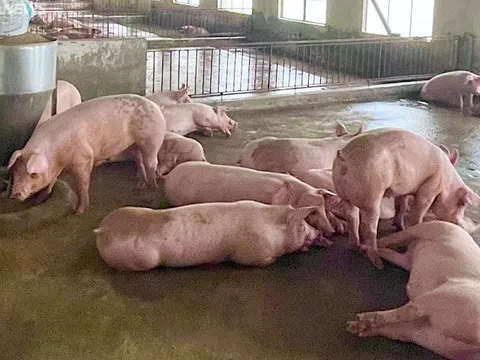 Giá heo hơi hôm nay 3/8/2025: Miền Bắc chạm đỉnh 65.000 đồng/kg, miền Nam bật tăng