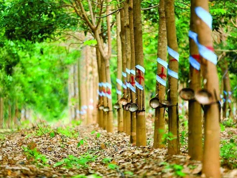 Giá cao su hôm nay 4/8/2025: Một doanh nghiệp trong nước lại tăng giá cao su