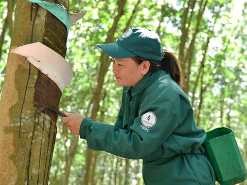 Giá cao su hôm nay 5/8/2025: Tăng trưởng tích cực trên thị trường toàn cầu