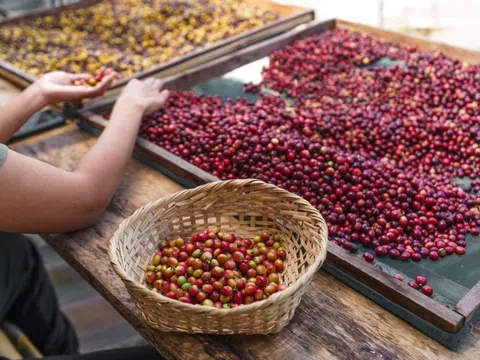 Giá cà phê hôm nay 6/8/2025: Tăng 1,000 đồng/kg