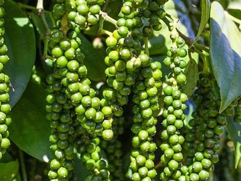 Giá tiêu hôm nay 8/8/2025: Đi ngang, Đắk Lắk bất ngờ vươn lên dẫn đầu cả nước