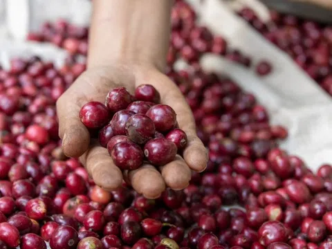 Giá cà phê hôm nay 9/8/2025: Trong nước lập đỉnh mới