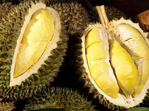 Giá sầu riêng hôm nay 11/8/2025: Thị trường giảm mạnh, Musang King vẫn "nóng"