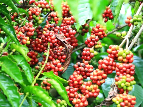 Giá cà phê hôm nay 12/8/2025: Cao nhất 104.000 đồng/kg