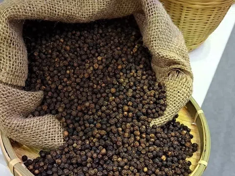 Giá tiêu hôm nay 12/8/2025: Neo cao tại các vùng trọng điểm, ổn định sức mua