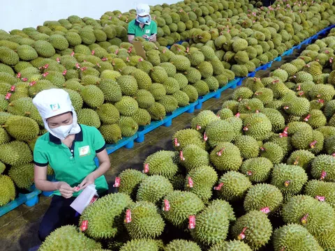 Giá sầu riêng hôm nay 14/8/2025: RI6, Sầu Thái vẫn “nóng” ở phân khúc đẹp lựa