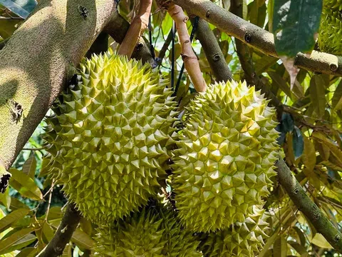 Giá sầu riêng hôm nay 15/8/2025: Sầu riêng Musang King ở mức thấp