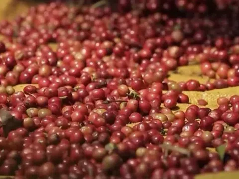 Giá cà phê hôm nay 17/8/2025: Tiếp chuỗi tăng mạnh, Robusta vượt mốc 4.200 USD