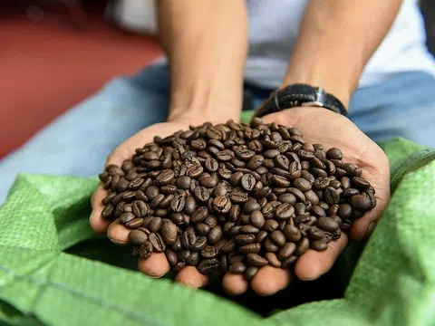 Giá cà phê hôm nay 18/8/2025: Nội địa giữ đỉnh, thế giới đi ngang