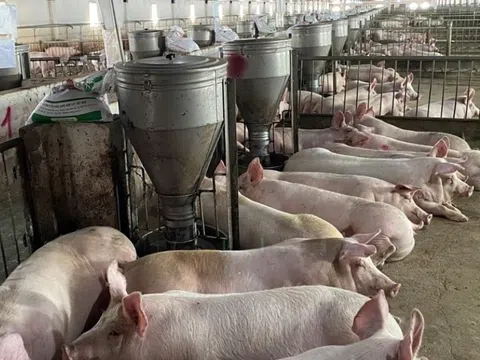 Giá heo hơi hôm nay 18/8/2025: Giảm nhẹ trên cả nước