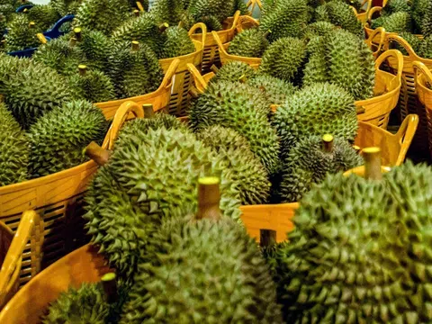 Giá sầu riêng hôm nay 18/8/2025: Thị trường ổn định