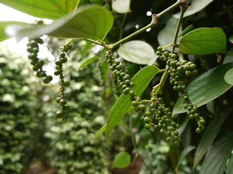 Giá tiêu hôm nay 18/8/2025: Nội địa giảm nhẹ, Mỹ tăng nhập khẩu mạnh từ Việt Nam