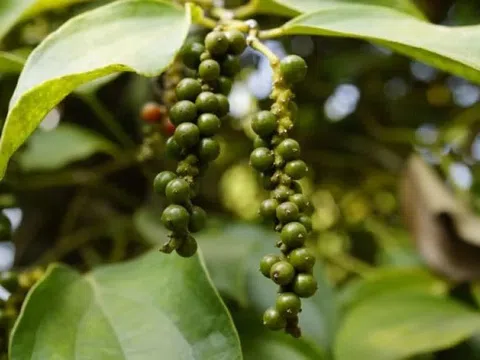 Giá tiêu hôm nay 20/8/2025: Ổn định trong nước, nông dân Đắk Lắk, Đắk Nông vẫn có giá tốt