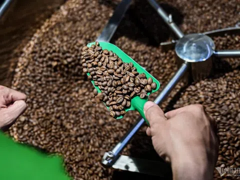 Giá cà phê hôm nay 21/8/2025: Cà phê trong nước lập kỷ lục mới