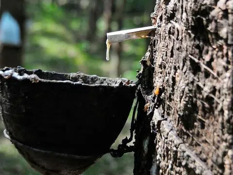 Giá cao su hôm nay 21/8/2025: Trong nước tăng, thế giới biến động trái chiều