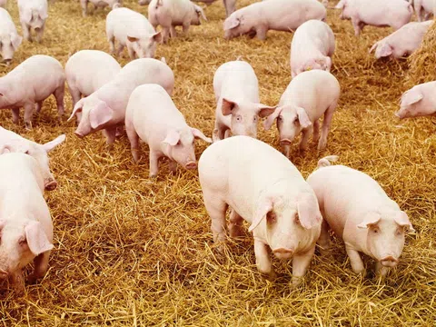 Giá heo hơi hôm nay 22/8/2025: Nhiều tỉnh miền Trung - Tây Nguyên chạm đáy