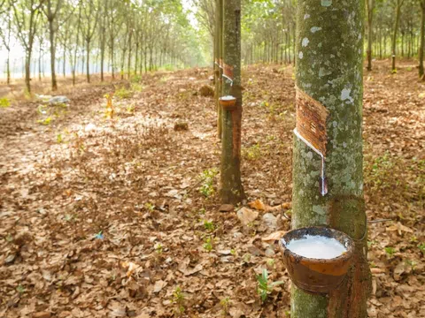 Giá cao su hôm nay 24/8/2025: Kết thúc tuần giao dịch nhiều biến động