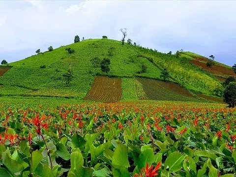 Nguyên liệu và chất lượng đầu vào làm nên thương hiệu Miến dong Việt Cường (Bài 2)