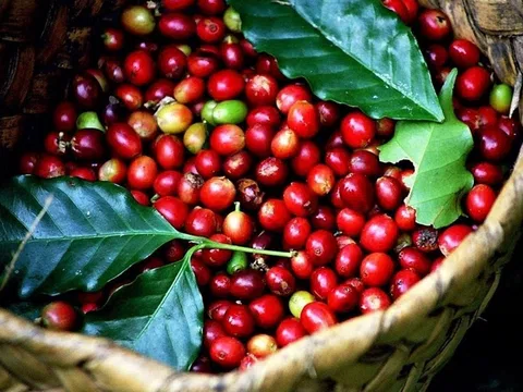 Giá cà phê hôm nay 26/8/2025: Tây Nguyên giảm đồng loạt, thế giới khó hạ nhiệt