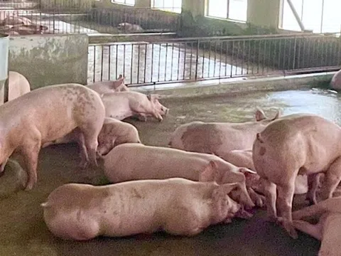 Giá heo hơi hôm nay 26/8/2025: Giảm nhẹ tại nhiều địa phương, thêm hai tỉnh xuống mức 53.000 đồng/kg