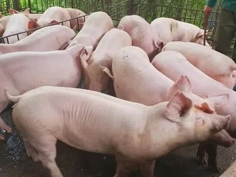 Giá heo hơi hôm nay 28/8/2025: Tiếp tục giảm ở miền Trung và miền Nam